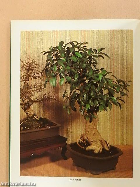 A szép bonsai