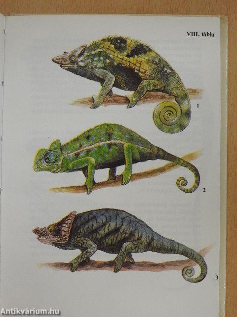 Egzotikus hüllők