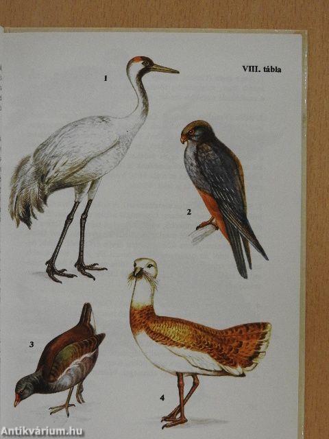 Madarak 1.
