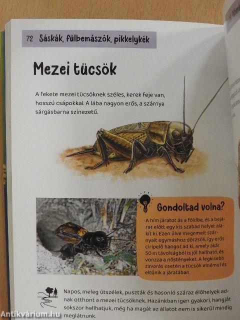 Mi mocorog ott?