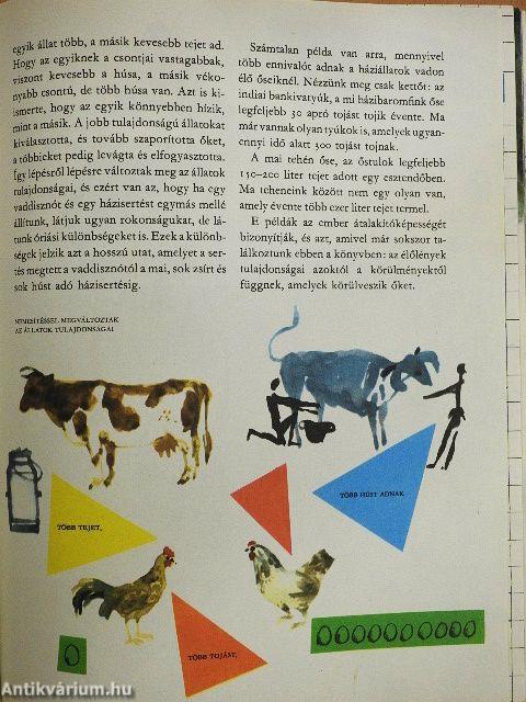 A világ és az ember