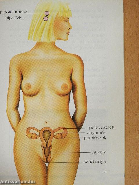 A menstruációról
