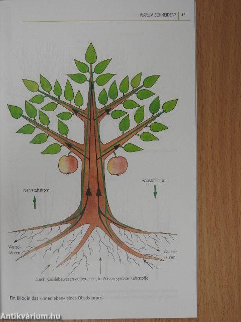 Obstbaumschnitt