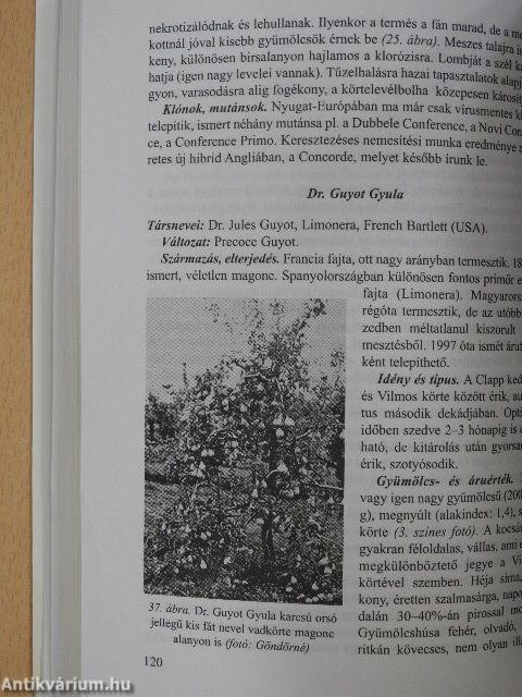 Körte