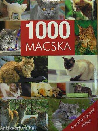1000 macska
