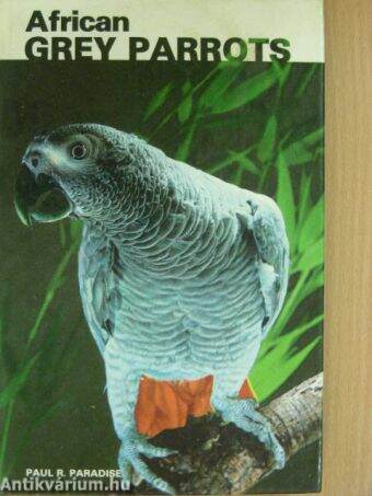 African Grey Parrots