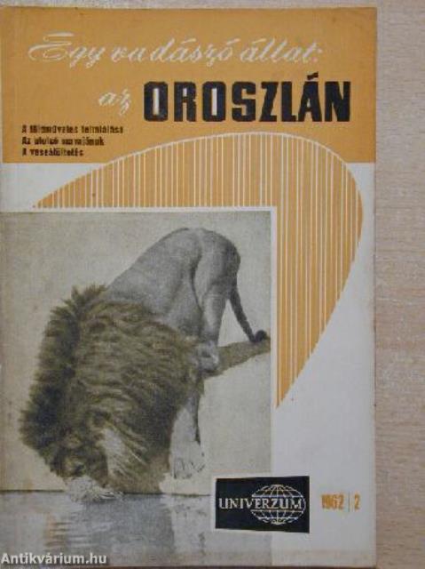 Egy vadászó állat: az oroszlán