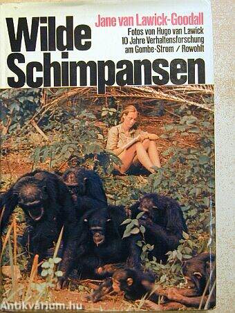 Wilde Schimpansen