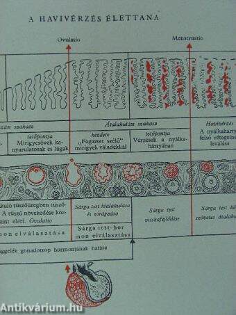 A női ivarhormonok és gyakorlati alkalmazásuk
