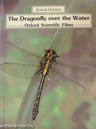 The Dragonfly over the Water