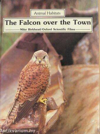 The Falcon over the Town