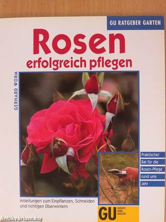 Rosen erfolgreich pflegen