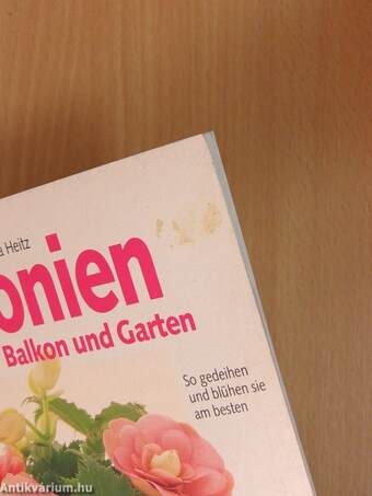 Begonien für Zimmer, Balkon und Garten