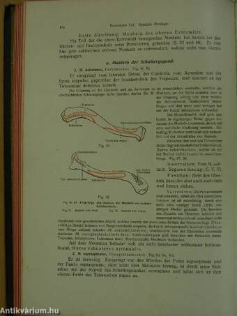 Rauber's Lehrbuch der Anatomie des Menschen Abteilung 3. (töredék)