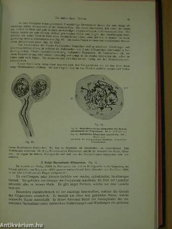 Rauber's Lehrbuch der Anatomie des Menschen Abteilung 6. (töredék)