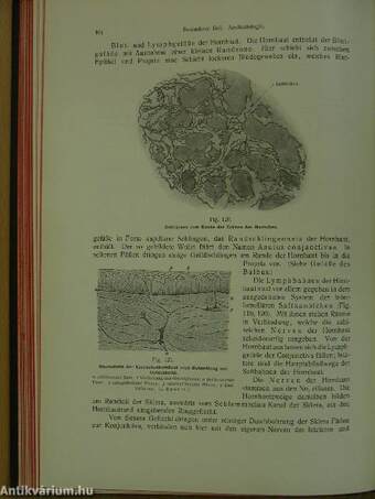 Rauber's Lehrbuch der Anatomie des Menschen Abteilung 6. (töredék)