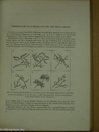 Zur Klassifizierung der Actinomyceten