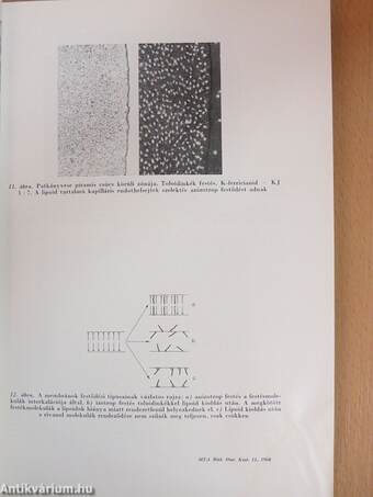 A Magyar Tudományos Akadémia Biológiai Tudományok Osztályának Közleményei XI. kötet 3-4. szám