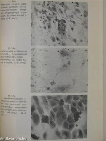 Az Állatgyógyászati Oltóanyagellenőrző Intézet évkönyve 1968-1972