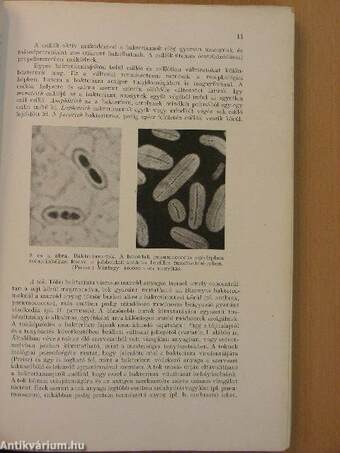 Bakteriologia és immunitástan