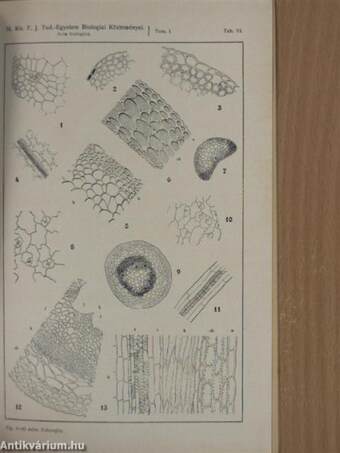 Acta Biologica - Növénytani közlemények I/4.