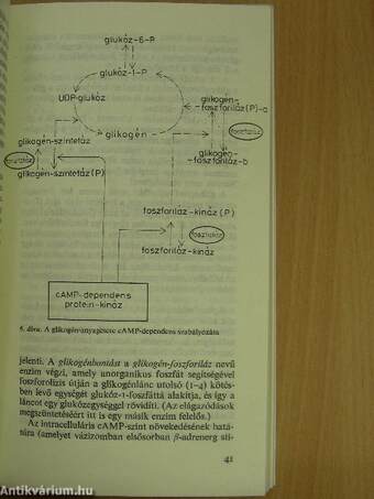 Ciklikus nukleotidok jelentősége a hormonális szabályozásban