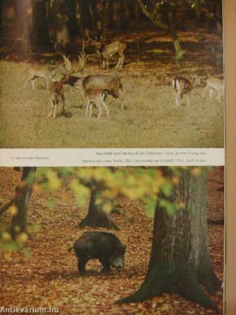 Wild und Hund 29. Oktober 1972