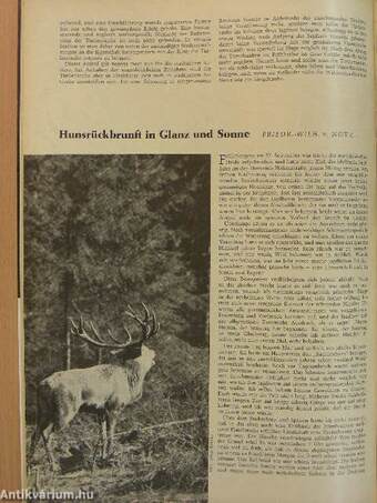 Wild und Hund 15. Oktober 1972