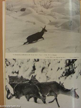 Wild und Hund 20. Februar 1972