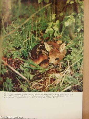 Wild und Hund 2. Mai 1971