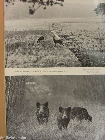 Wild und Hund 12. November 1972