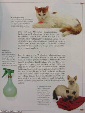 Katzen kennen und verstehen