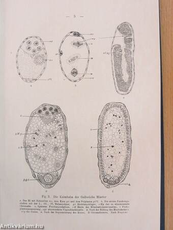 Mechanismus und Psysiologie der Geschlechtsbestimmung