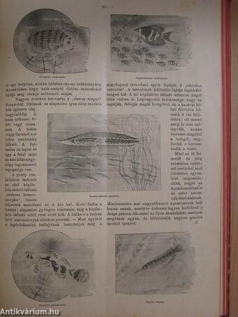 Magyar Lányok 1907. január-december I-II.